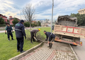 Şiddetli Lodosun Devirdiği Ağaçlara Osmangazi Belediyesi’nden Anında Müdahale