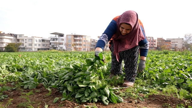 Osmangazi Belediyesi Doğal Üretimle Sofralara Sağlık Sunuyor